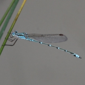 Austrolestes aridus at Symonston, ACT - 12 Nov 2016