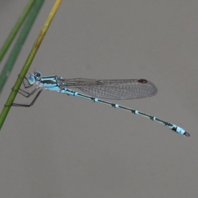 Austrolestes aridus (Inland Ringtail) at Symonston, ACT - 12 Nov 2016 by HarveyPerkins