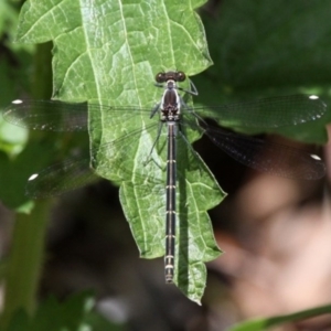 Austroargiolestes calcaris at Tennent, ACT - 12 Nov 2016