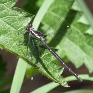 Austroargiolestes calcaris at Tennent, ACT - 12 Nov 2016