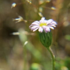 Vittadinia muelleri (Narrow-leafed New Holland Daisy) at Nicholls, ACT - 29 Oct 2016 by gavinlongmuir