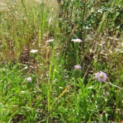 Vittadinia muelleri at Nicholls, ACT - 29 Oct 2016