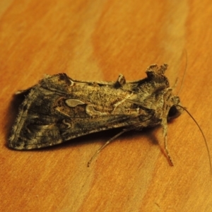 Chrysodeixis argentifera at Conder, ACT - 17 Oct 2016 10:20 PM