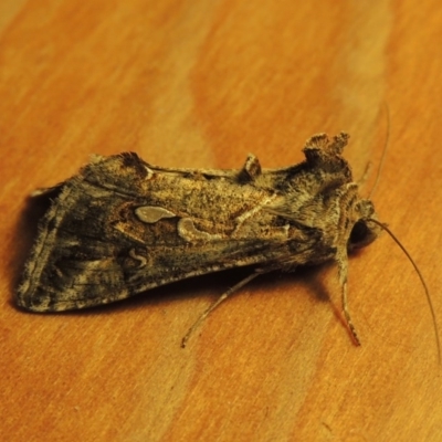 Chrysodeixis argentifera (Tobacco Looper) at Tuggeranong Hill - 17 Oct 2016 by michaelb