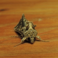 Chrysodeixis argentifera at Conder, ACT - 17 Oct 2016