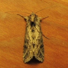 Chrysodeixis argentifera at Conder, ACT - 17 Oct 2016 10:20 PM