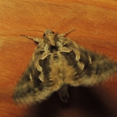 Chrysodeixis argentifera at Conder, ACT - 17 Oct 2016 10:20 PM