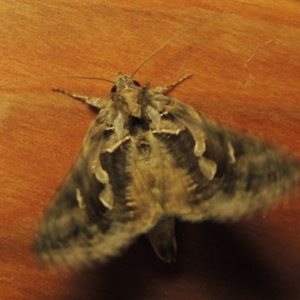 Chrysodeixis argentifera at Conder, ACT - 17 Oct 2016 10:20 PM