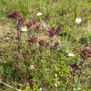 Parentucellia latifolia at Nicholls, ACT - 29 Oct 2016