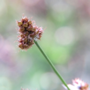 Luzula densiflora at Nicholls, ACT - 29 Oct 2016