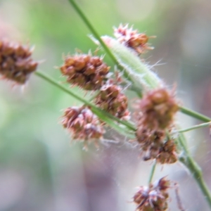 Luzula densiflora at Nicholls, ACT - 29 Oct 2016