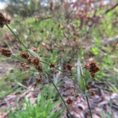 Luzula densiflora at Nicholls, ACT - 29 Oct 2016