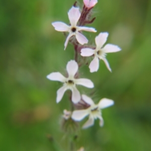 Silene gallica var. gallica at Nicholls, ACT - 29 Oct 2016