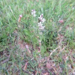 Silene gallica var. gallica at Nicholls, ACT - 29 Oct 2016 01:58 PM