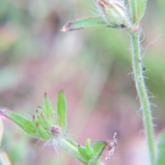 Silene gallica var. gallica at Nicholls, ACT - 29 Oct 2016