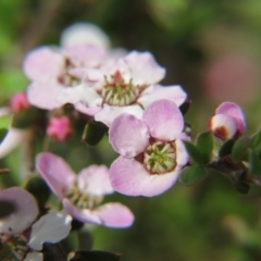 Leptospermum sp. (Tea Tree) at Percival Hill - 29 Oct 2016 by gavinlongmuir