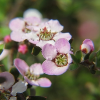 Leptospermum (genus) (Tea Tree) at Nicholls, ACT - 29 Oct 2016 by gavinlongmuir