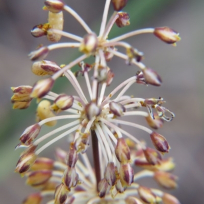 Lomandra multiflora (Many-flowered Matrush) at Nicholls, ACT - 29 Oct 2016 by gavinlongmuir