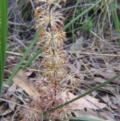 Lomandra multiflora at Nicholls, ACT - 29 Oct 2016