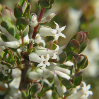 Brachyloma daphnoides (Daphne Heath) at Percival Hill - 29 Oct 2016 by gavinlongmuir