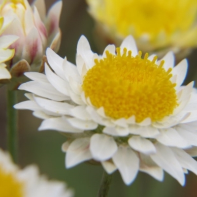 Leucochrysum albicans subsp. tricolor (Hoary Sunray) at Percival Hill - 29 Oct 2016 by gavinlongmuir