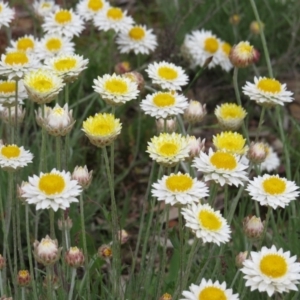 Leucochrysum albicans subsp. tricolor at Nicholls, ACT - 29 Oct 2016