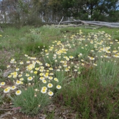 Leucochrysum albicans subsp. tricolor at Nicholls, ACT - 29 Oct 2016