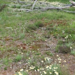 Leucochrysum albicans subsp. tricolor at Nicholls, ACT - 29 Oct 2016