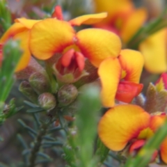 Dillwynia sericea (Egg And Bacon Peas) at Nicholls, ACT - 29 Oct 2016 by gavinlongmuir