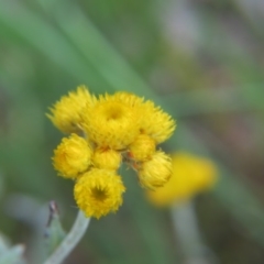 Chrysocephalum apiculatum (Common Everlasting) at Nicholls, ACT - 29 Oct 2016 by gavinlongmuir