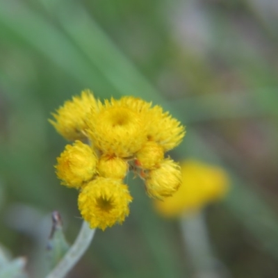 Chrysocephalum apiculatum (Common Everlasting) at Nicholls, ACT - 29 Oct 2016 by gavinlongmuir