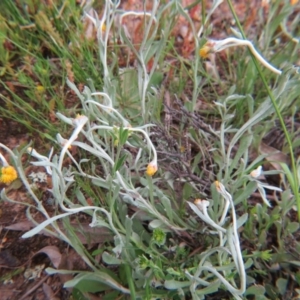 Chrysocephalum apiculatum at Nicholls, ACT - 29 Oct 2016 01:46 PM