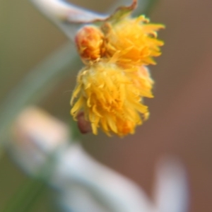 Chrysocephalum apiculatum at Nicholls, ACT - 29 Oct 2016 01:46 PM