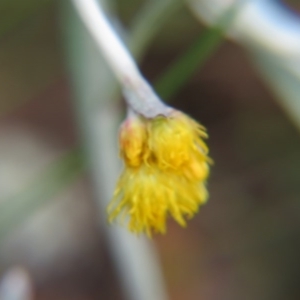 Chrysocephalum apiculatum at Nicholls, ACT - 29 Oct 2016 01:46 PM