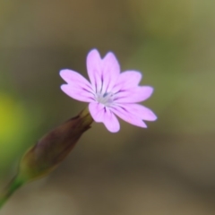 Petrorhagia sp. at Nicholls, ACT - 29 Oct 2016 by gavinlongmuir