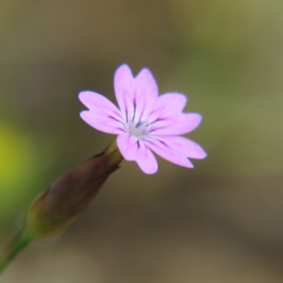 Petrorhagia sp. at Percival Hill - 29 Oct 2016 by gavinlongmuir