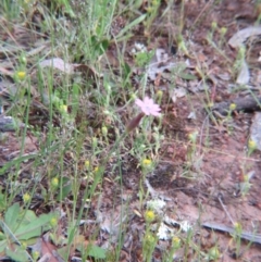 Petrorhagia sp. at Nicholls, ACT - 29 Oct 2016 01:45 PM