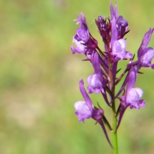 Linaria pelisseriana at Nicholls, ACT - 29 Oct 2016 01:45 PM