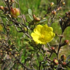 Hibbertia obtusifolia (Grey Guinea-flower) at Percival Hill - 29 Oct 2016 by gavinlongmuir