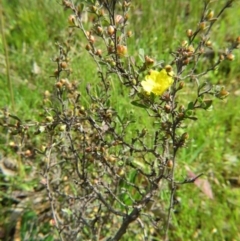 Hibbertia obtusifolia at Nicholls, ACT - 29 Oct 2016