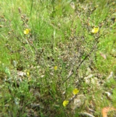 Hibbertia obtusifolia at Nicholls, ACT - 29 Oct 2016