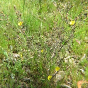 Hibbertia obtusifolia at Nicholls, ACT - 29 Oct 2016