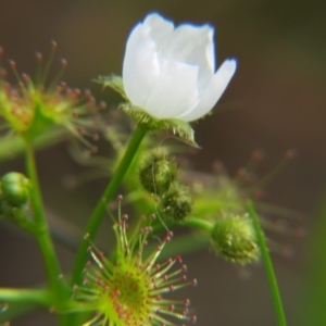 Drosera gunniana at Nicholls, ACT - 29 Oct 2016