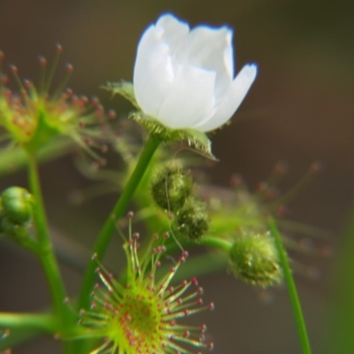 Drosera gunniana (Pale Sundew) at Nicholls, ACT - 29 Oct 2016 by gavinlongmuir