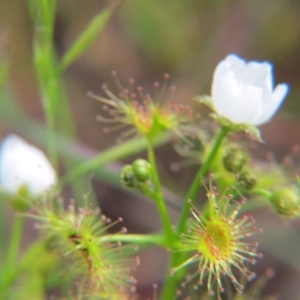 Drosera gunniana at Nicholls, ACT - 29 Oct 2016