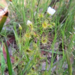 Drosera gunniana at Nicholls, ACT - 29 Oct 2016