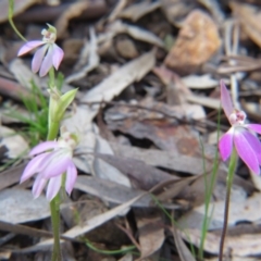 Caladenia carnea (Pink Fingers) at Nicholls, ACT - 2 Oct 2016 by gavinlongmuir