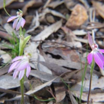Caladenia carnea (Pink Fingers) at Nicholls, ACT - 2 Oct 2016 by gavinlongmuir