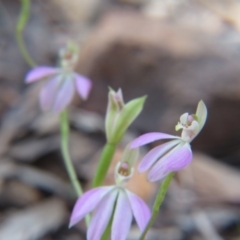 Caladenia carnea at Nicholls, ACT - suppressed