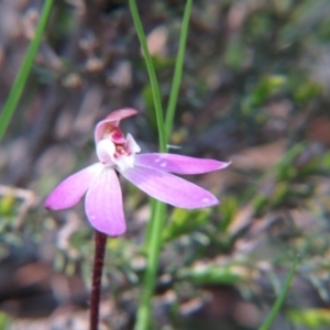 Caladenia carnea at Nicholls, ACT - suppressed